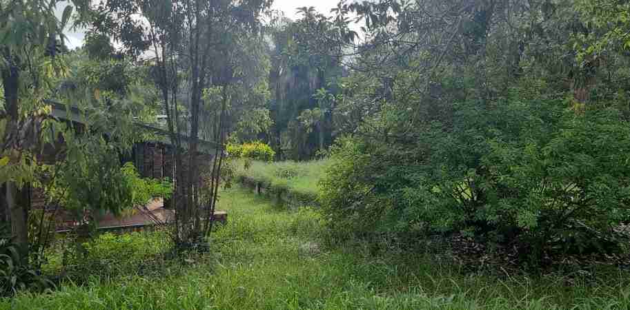 Overgrown acreage rectifacation cleanup long grass