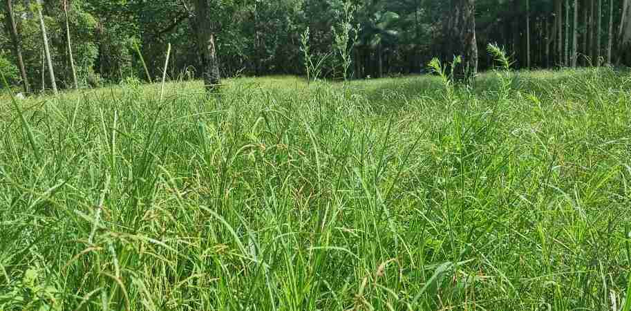 overgrown lawn mowing