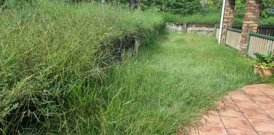 Overgrown acreage rectifacation cleanup long grass