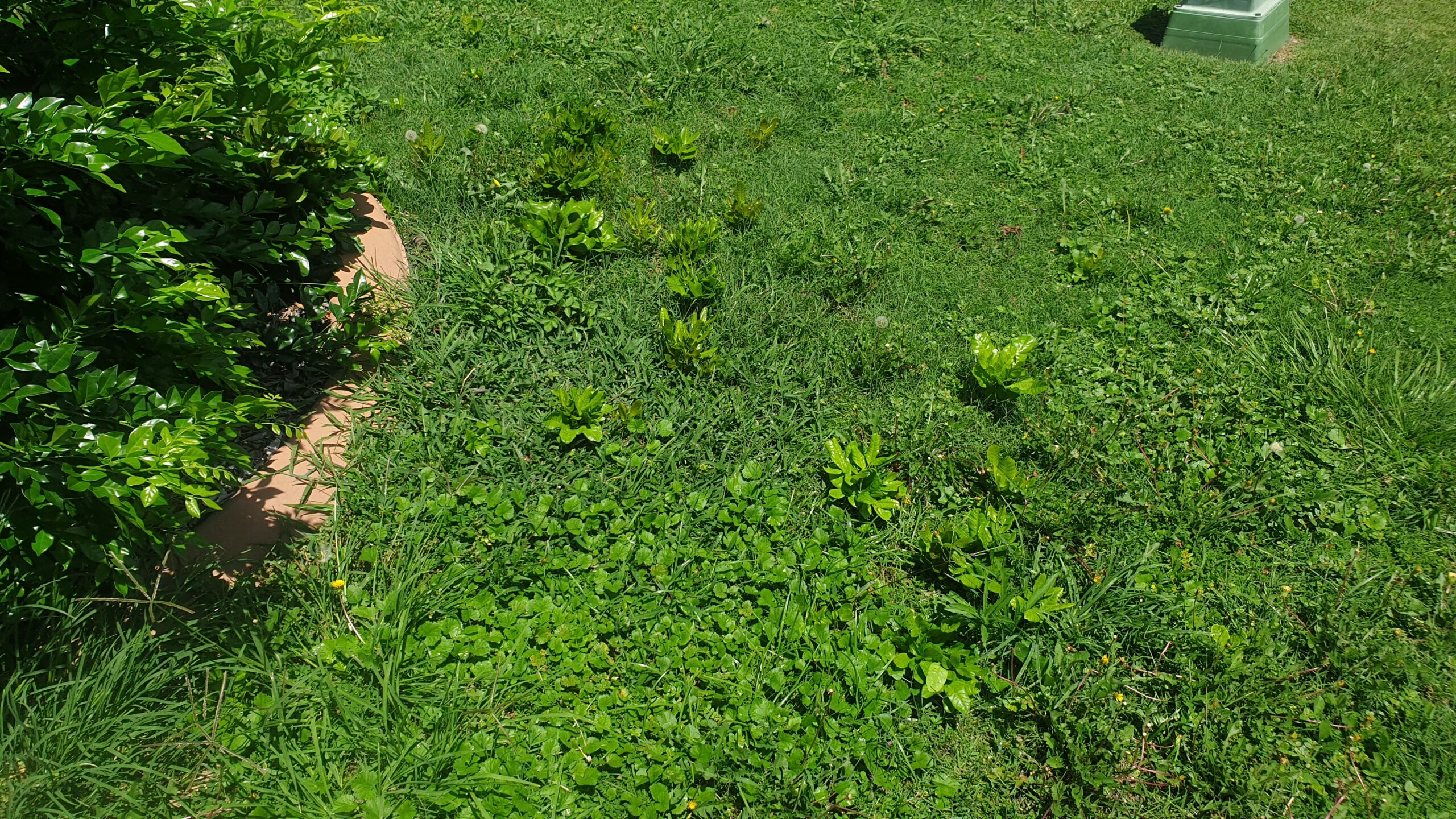 Caboolture lawn weeds