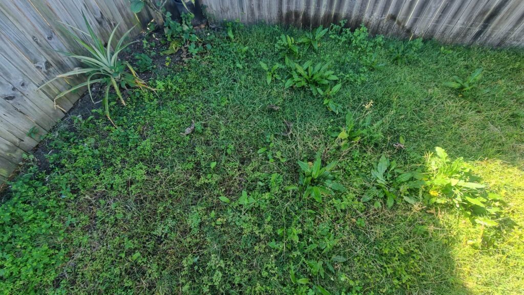 WEED SPRAYING CABOOLTURE